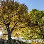 호텔 Forsters Schwarzwald Hof - Resort-hotel&pension 펠트베르크
