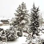 Forsters Schwarzwald Hof - Resort-hotel&pension 펠트베르크