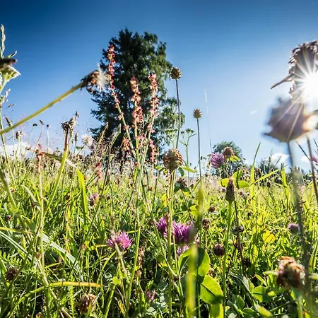 Forsters Schwarzwald Hof - Resort-hotel&pension Hotel Feldberg (Baden-Wurttemberg)