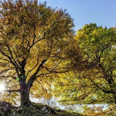 Szálloda Forsters Schwarzwald Hof - Resort-hotel&pension Feldberg